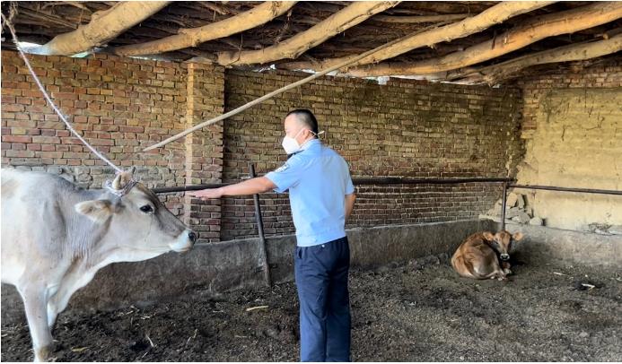 群众捡到牛 民警急寻主人