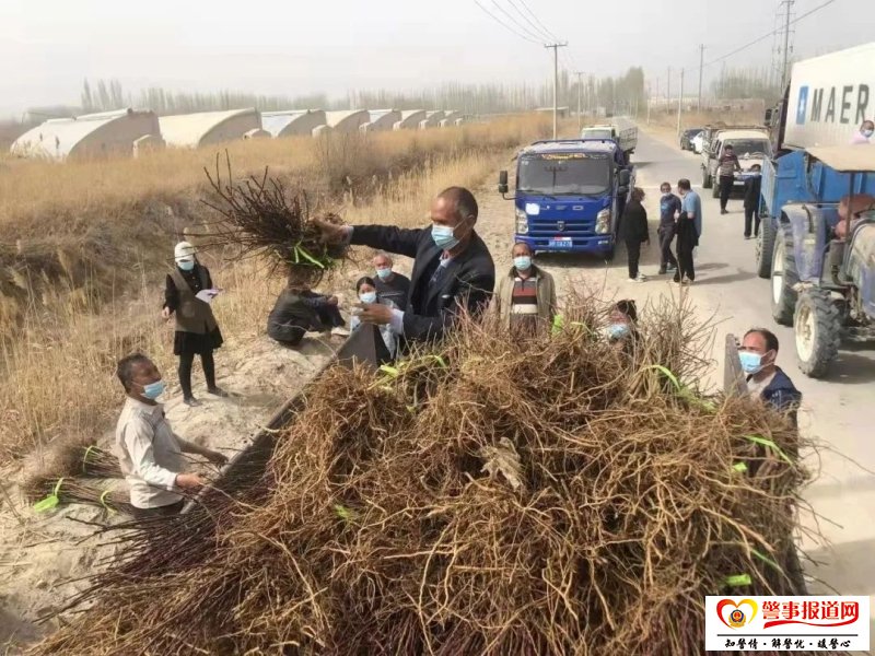 北京5万株大桃苗木助力新疆和田洛浦县农业增收