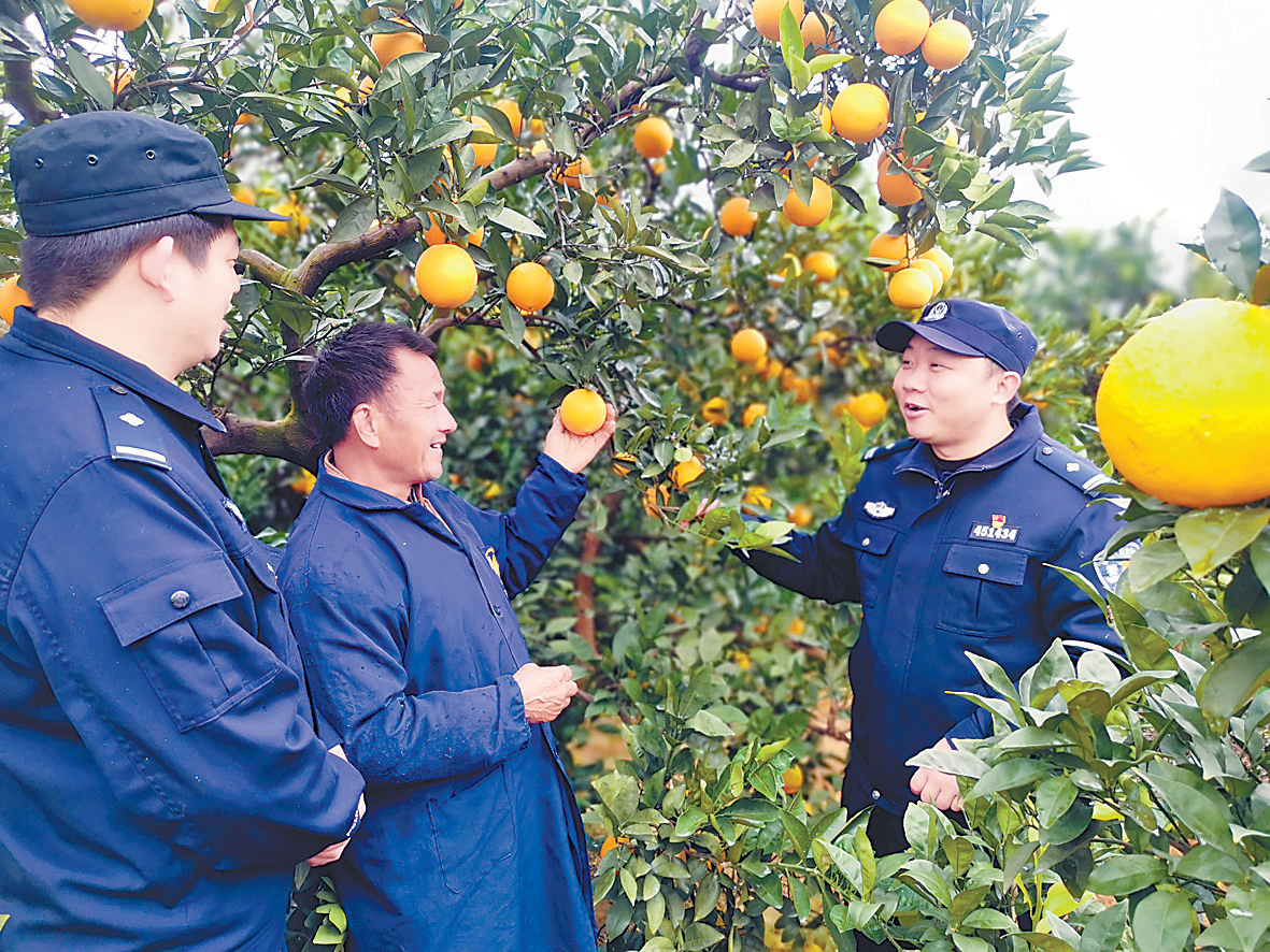 果农遇到种植难题竟要向民警请教?“脐橙警务”成为全国乡村治理典型 果农遇到种植难题竟要向民警请教?“脐橙警务”成为全国乡村治理典型